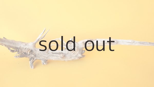 画像5: 流木根 (5)