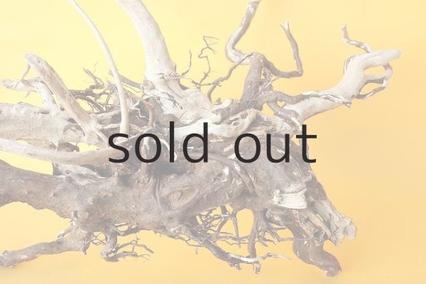 画像9: 流木根（中型） (9)