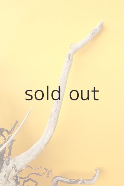 画像5: 流木根（中型） (5)