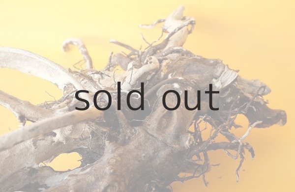 画像6: 流木根（中型） (6)