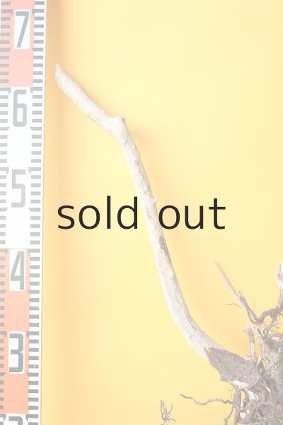 画像7: 流木根（中型） (7)