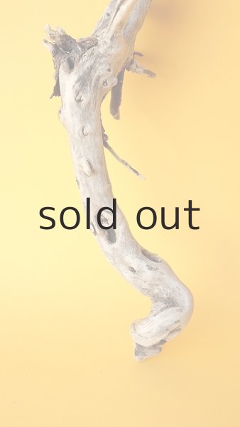 画像2: 流木根 (2)