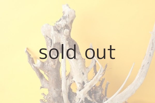 画像4: 流木根（中型） (4)