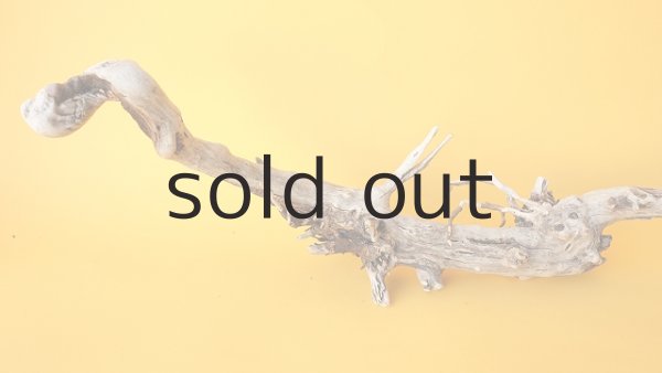 画像4: 流木根 (4)