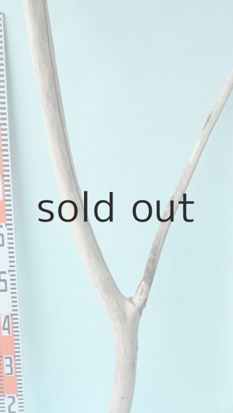 画像7: 幹流木 (7)