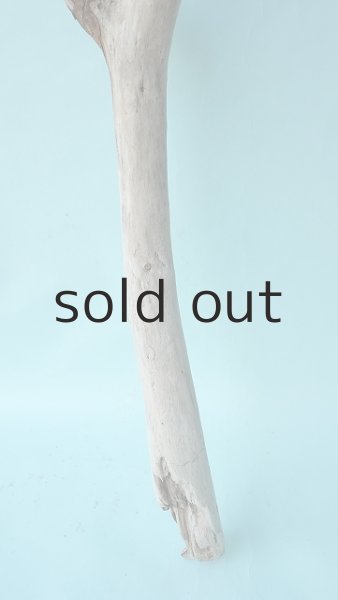 画像2: 幹流木 (2)