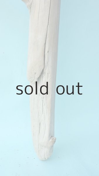 画像2: 幹流木 (2)