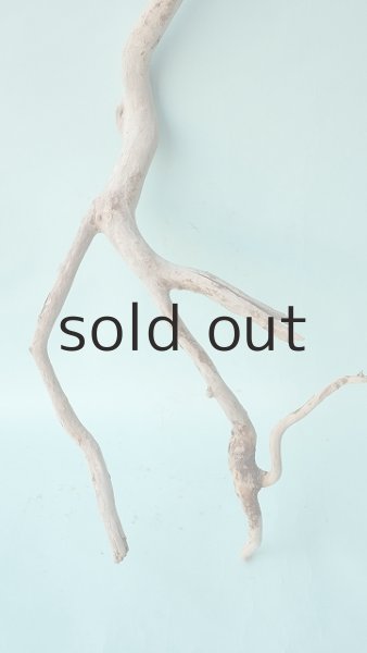 画像2: 枝流木 (2)