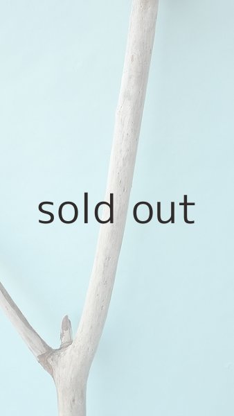 画像3: 幹流木 (3)