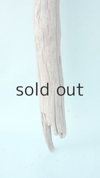 画像2: 幹流木 (2)