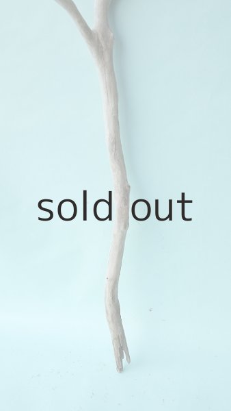 画像2: 枝流木 (2)