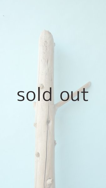 画像5: 幹流木 (5)