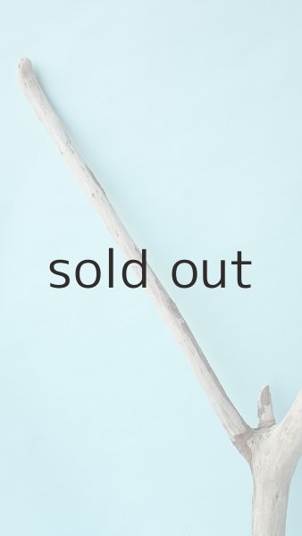 画像5: 幹流木 (5)