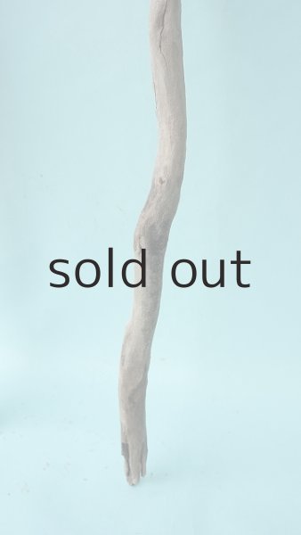 画像6: 枝流木 (6)