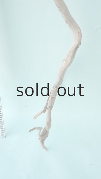 画像6: 枝流木 (6)