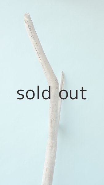 画像4: 幹流木 (4)