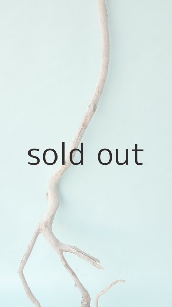 画像3: 枝流木 (3)