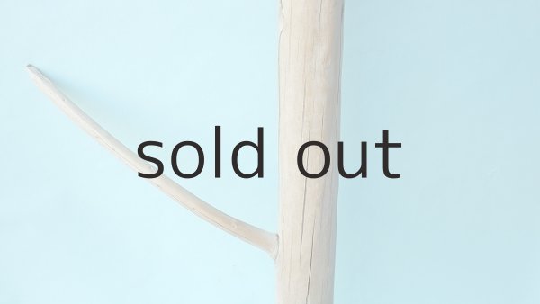 画像3: 幹流木 (3)