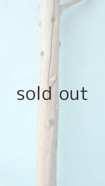 画像4: 幹流木 (4)