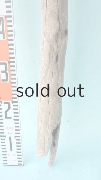 画像5: 幹流木 (5)