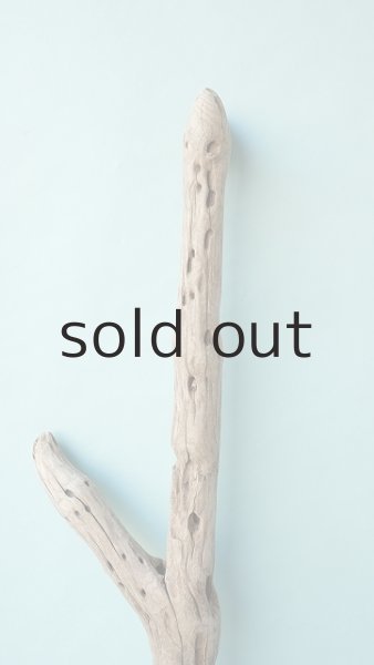 画像4: 幹流木 (4)