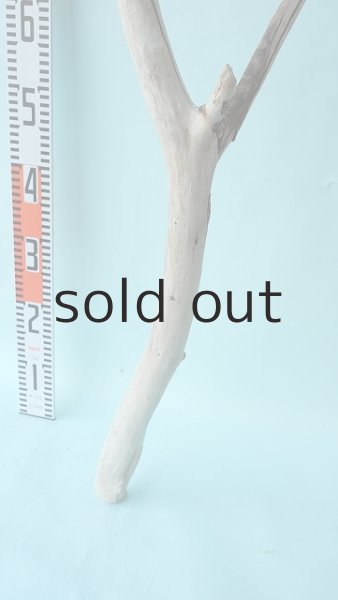 画像6: 幹流木 (6)