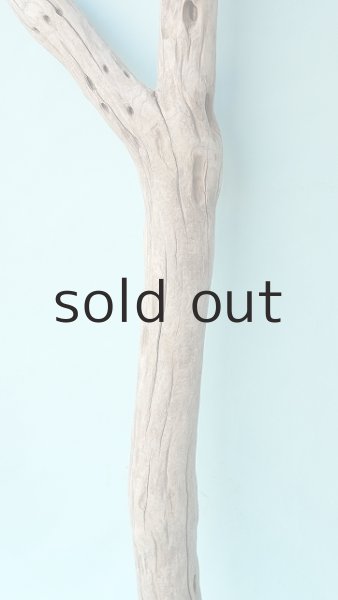 画像3: 幹流木 (3)