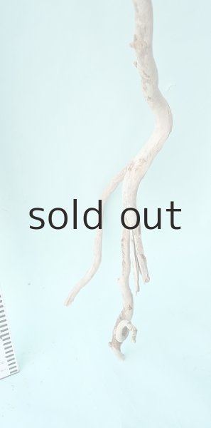 画像7: 枝流木 (7)