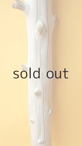 画像3: 幹流木 (3)