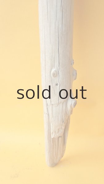 画像2: 幹流木 (2)