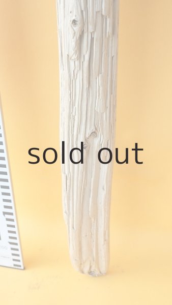 画像5: 幹流木 (5)