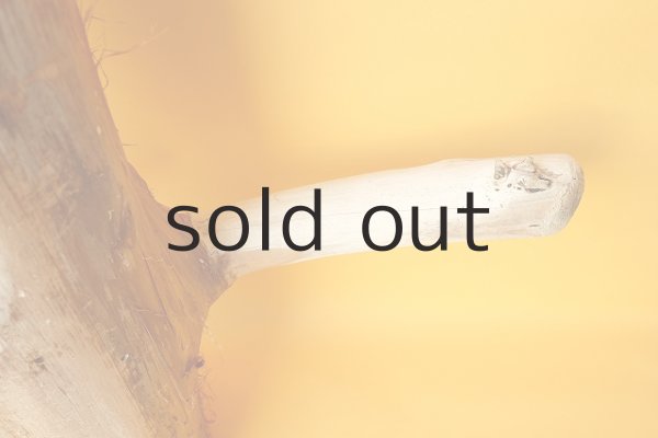 画像3: 幹流木 (3)