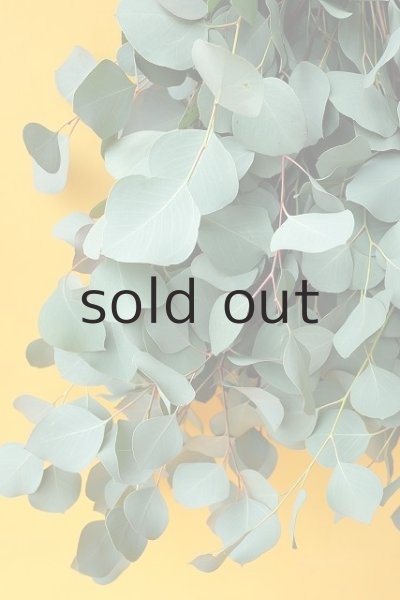 画像3: Dry plants for decor ユーカリシンプルスワッグ (3)