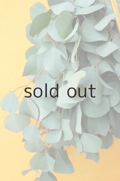 画像3: Dry plants for decor ユーカリシンプルスワッグ (3)