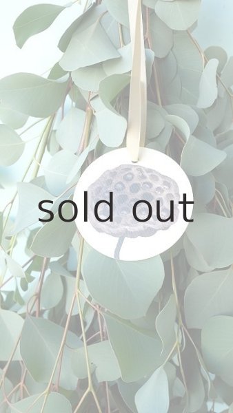 画像3: Dry plants for decor ユーカリシンプルスワッグ (3)