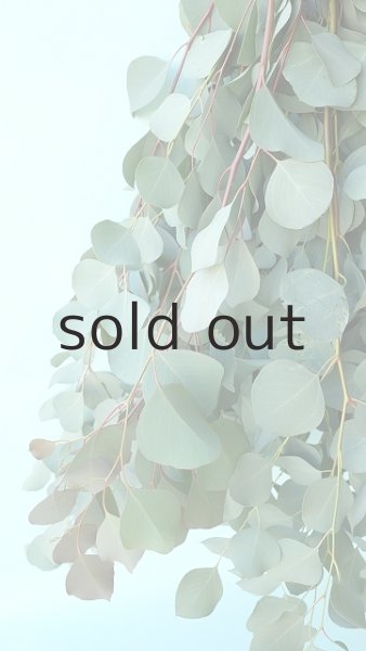 画像4: Dry plants for decor ユーカリシンプルスワッグ (4)