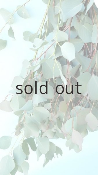 画像4: Dry plants for decor ユーカリシンプルスワッグ (4)