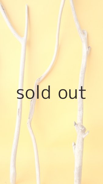 画像6: 小枝流木セット (6)