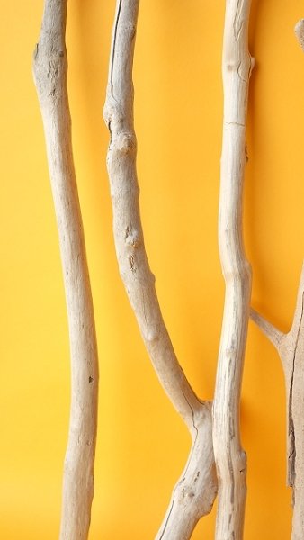 画像5: 小枝流木セット (5)