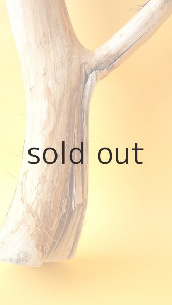 画像3: 幹流木 (3)