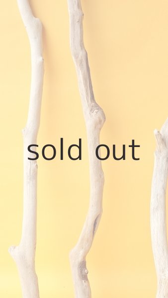 画像5: 小枝流木セット (5)