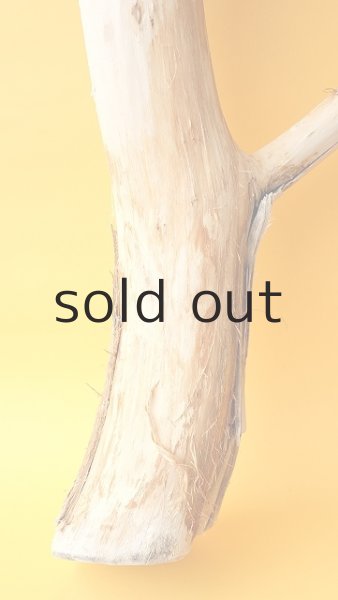 画像2: 幹流木 (2)