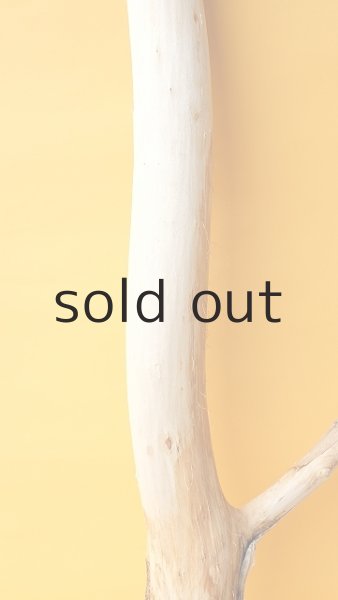 画像5: 幹流木 (5)