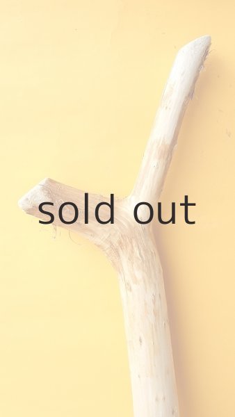 画像6: 幹流木 (6)