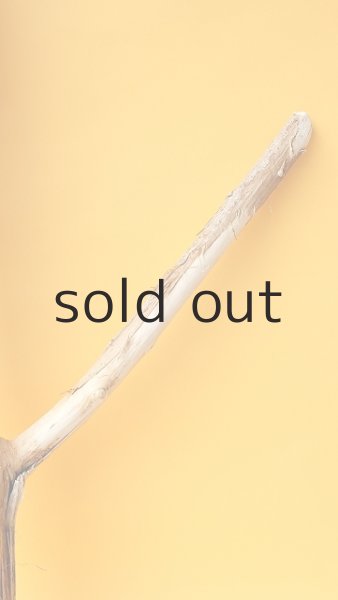 画像4: 幹流木 (4)