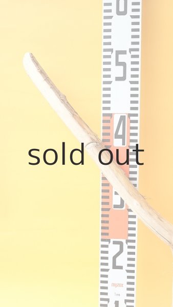 画像8: 幹流木 (8)