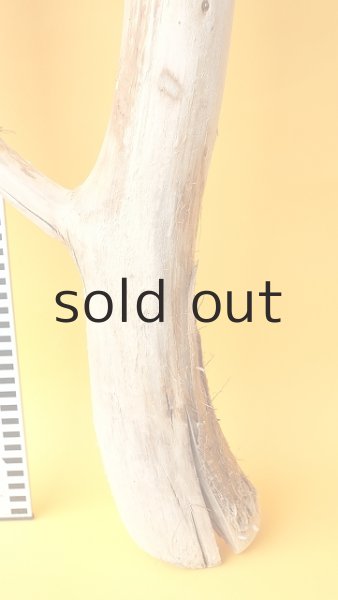画像7: 幹流木 (7)