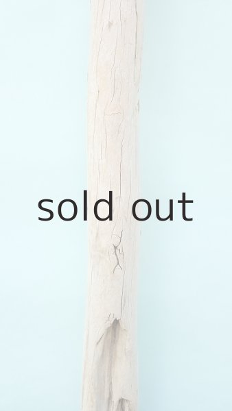 画像3: 幹流木 (3)