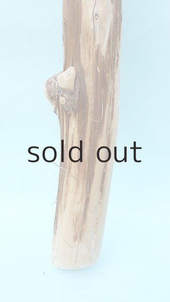 画像2: 幹流木 (2)