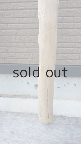 画像6: 幹流木・長尺 (6)